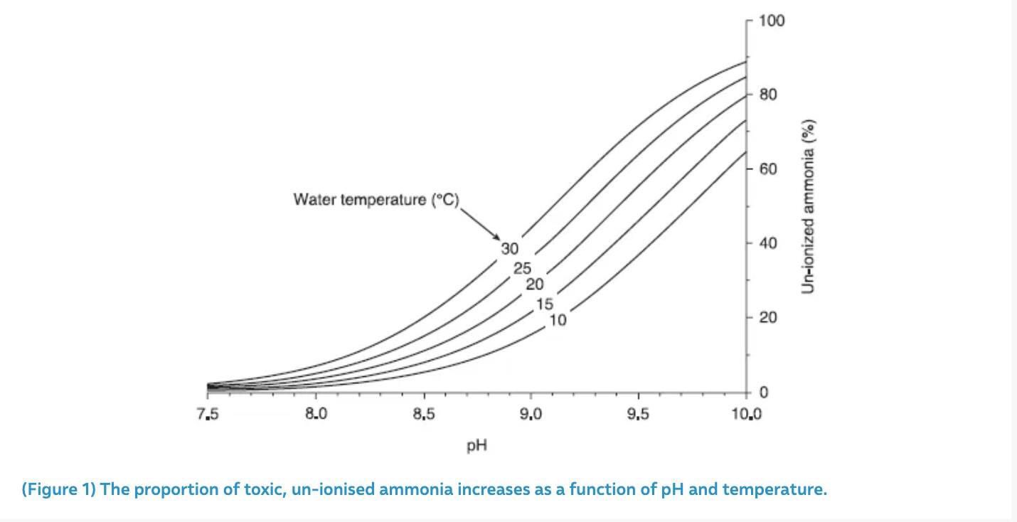 Ảnh hưởng của Amoniac đến sự phát triển của cá