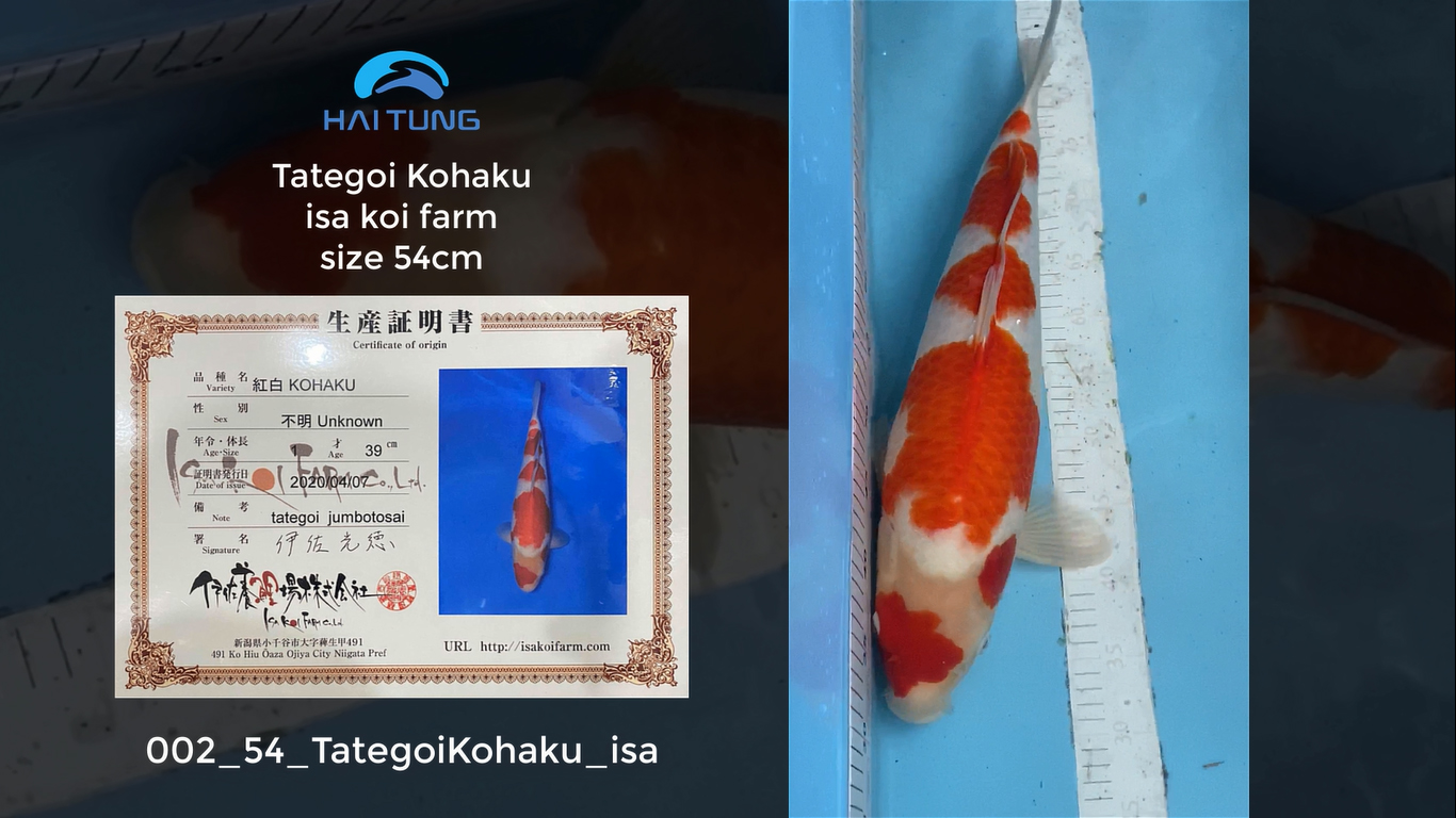 [002-54] Tategoi Kohaku trại isa size 54cm tại Hồ Koi Hải Tùng