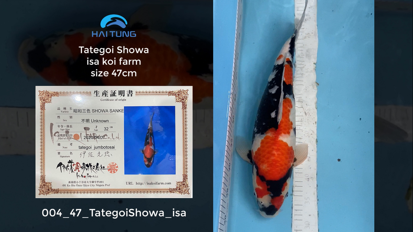 [004-47] Tategoi Showa trại isa size 47cm tại Hồ Koi Hải Tùng