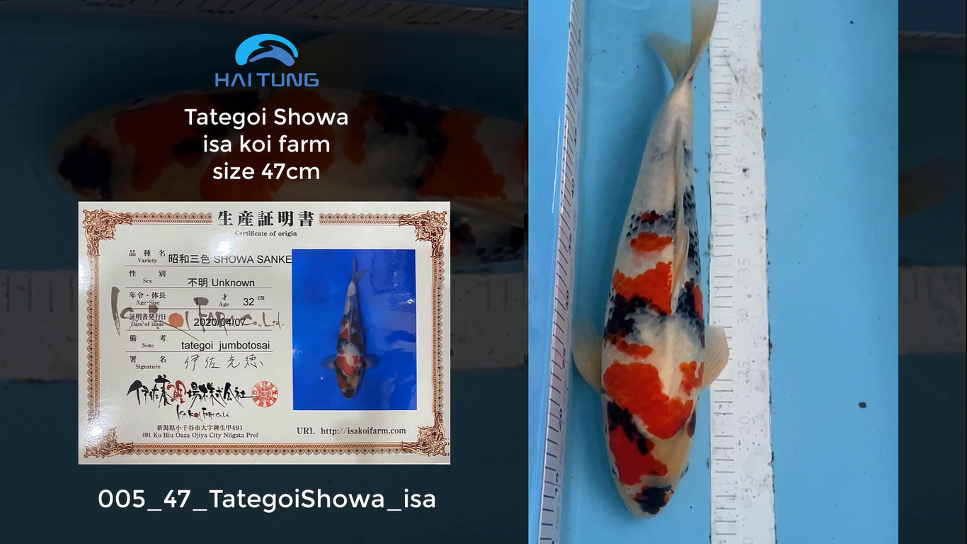 [005-47] Tategoi Showa trại isa size 47cm tại Hồ Koi Hải Tùng