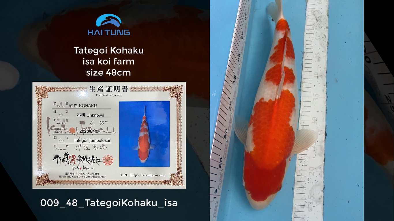 [009-48] Tategoi Kohaku trại isa size 48cm tại Hồ Koi Hải Tùng