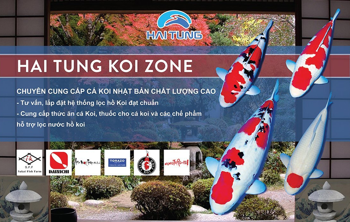 Trại cá Koi Nhật Hải Tùng Koizone Trại cá Koi Nhật Hải Tùng Koizone