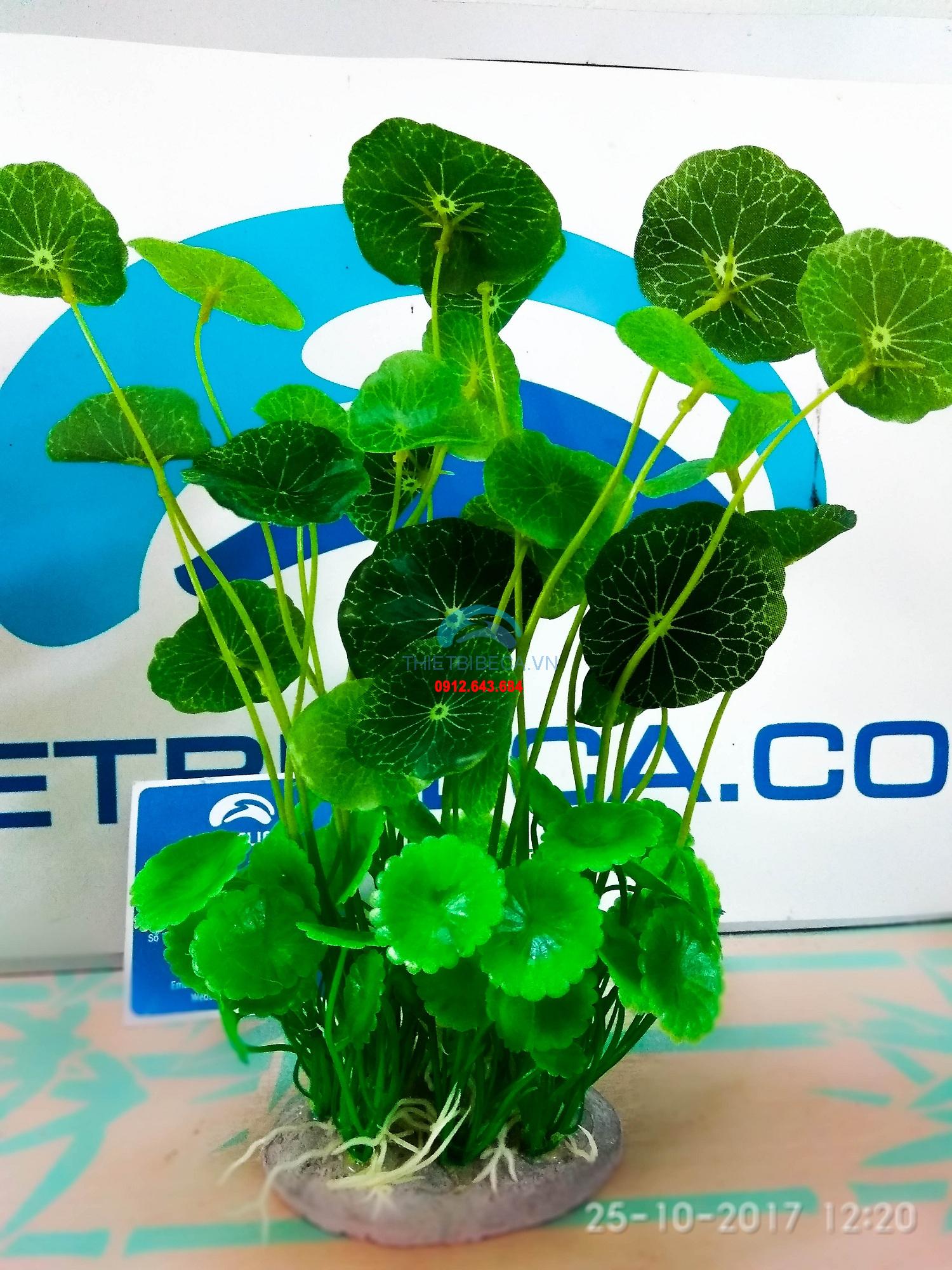 Bụi cây rau má 01