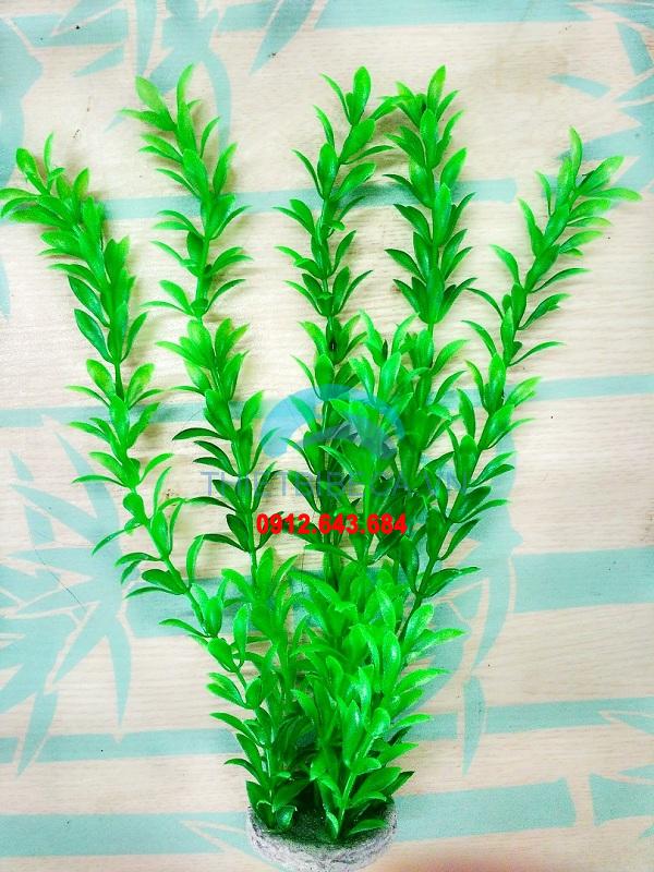 Cây rong mềm cao 15
