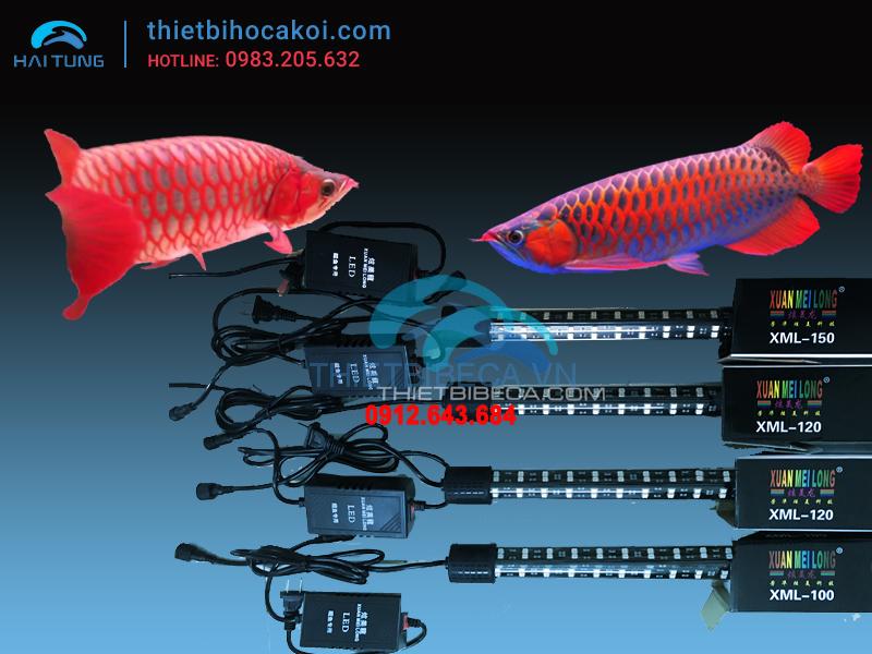 Đèn led cá rồng XML100 hồng 2 hàng bóng