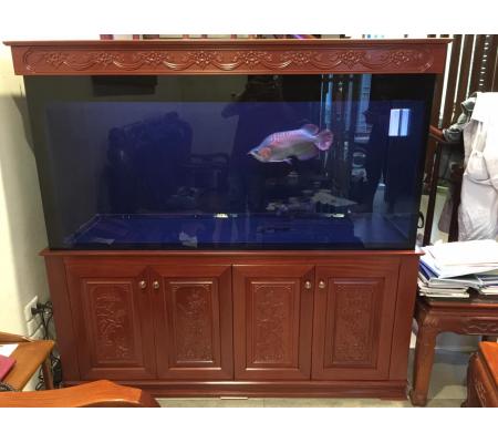 Bể cá rồng 155-C có chạm chân